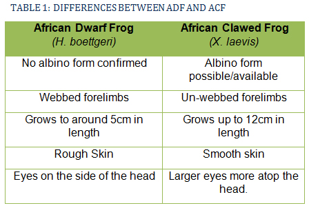 Differences between ADF and ACF